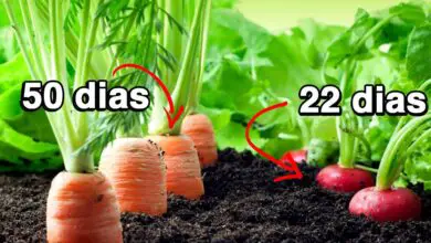 Photo of Quais são os legumes mais fáceis de cultivar?