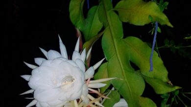 Photo of Qual é a flor mais cara do mundo?