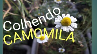 Photo of Quando colher plantas de camomila: Quando colher flores de camomila