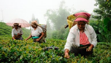 Photo of Quando colher plantas de chá: Informações sobre a colheita de plantas de chá