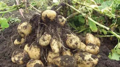 Photo of Quando é que as batatas devem ser colhidas para obter melhores resultados?