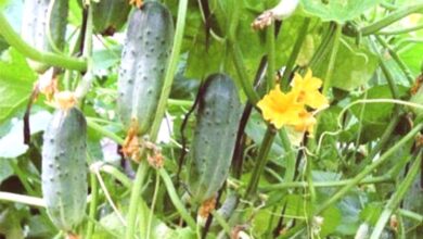 Photo of Quando escolher um pepino e como evitar o pepino amarelo