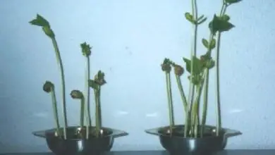 Photo of Que efeitos pode a música ter nas plantas?