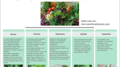 Photo of Que frutas e legumes posso cultivar à sombra?
