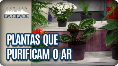 Photo of Que plantas humidificam o ar