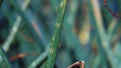 Photo of Queima da ponta da cebola: O que causa a queima da ponta da cebola?