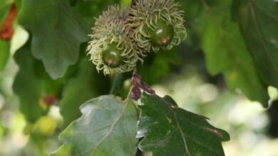 Photo of Quercus Cerris ou Carvalho Turco