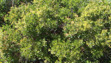 Photo of Quercus Coccífera, um arbusto que permanece verde durante todo o ano