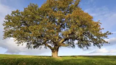 Photo of Quercus faginea, árvore de alto valor ornamental