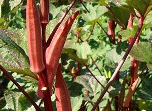 Photo of Quiabo vermelho da Borgonha: cultivo do quiabo vermelho no jardim