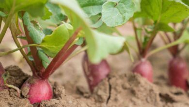 Photo of Radish Cultivation – Como cultivar um rabanete