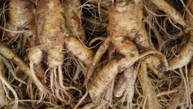 Photo of Raiz de ginseng seco: aprender a armazenar plantas de ginseng