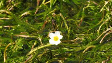 Photo of Ranunculus aquatilis Pés de Água, Rã, Pés de Água