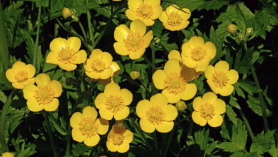 Photo of Ranunculus, Ranunculus, Ranunculus rastrero