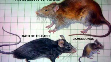 Photo of Ratos e ratazanas