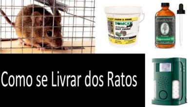 Photo of Ratos no jardim: dicas para se livrar dos ratos