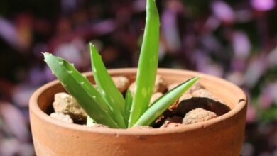 Photo of Razões para se apaixonar por plantas de aloe vera