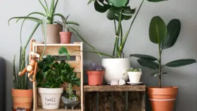 Photo of Razões para ter plantas em casa