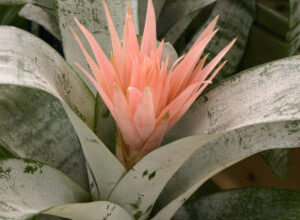 Photo of Reblooming A Bromeliad : Fazer florescer as bromélias