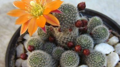 Photo of Rebutia cv Sunrise ou Rebutia tratamento de plantas