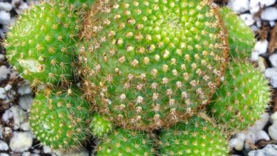 Photo of Rebutia perplexa