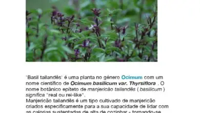 Photo of Recolha de sementes de manjericão : Conselhos para a recolha de sementes de manjericão