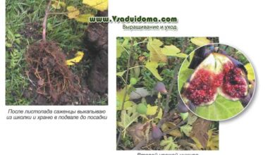 Photo of Recomendações para o cultivo de figos no jardim