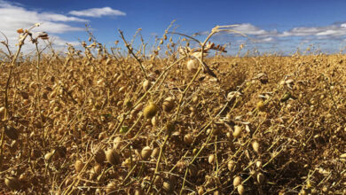 Photo of Recomendações para o cultivo do grão-de-bico