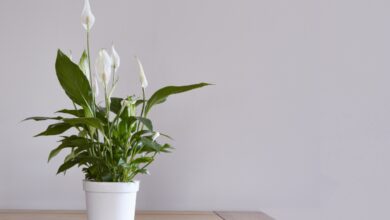 Photo of Redução da umidade com plantas: Saiba mais sobre plantas absorventes de umidade