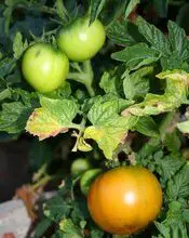 Photo of Regar os tomateiros – De quanta água necessitam os tomateiros?