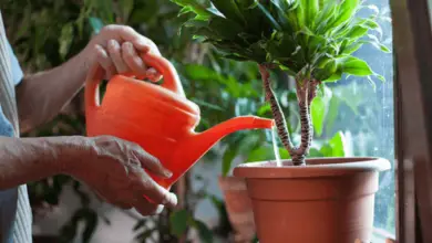 Photo of Regras básicas para a jardinagem doméstica