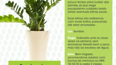 Photo of Regue suas plantas: com que frequência, quando e 10 coisas para saber