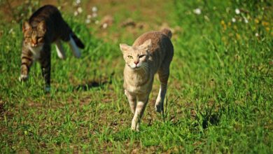 Photo of Repelentes naturais para manter os gatos afastados