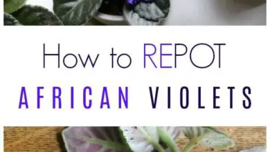 Photo of Repotting African Violets – Como Repotting African Violets