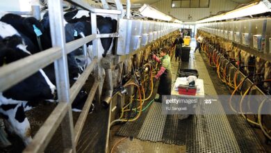 Photo of Repotting cheese dairies