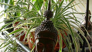 Photo of Repotting spider plants: como replantar uma planta aranha