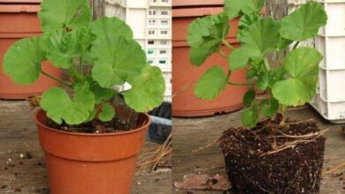 Photo of Repotting Stress