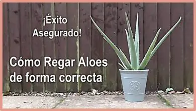 Photo of Requisitos de água de Aloe Vera – Regar uma planta de Aloe Vera da forma correcta