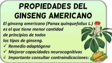 Photo of Requisitos de Fertilizante Ginseng: Dicas para a Alimentação de Plantas de Ginseng