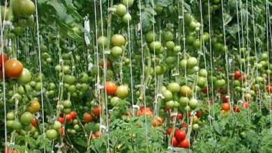 Photo of Requisitos de luz do tomate – Quanta luz solar necessita o tomateiro?