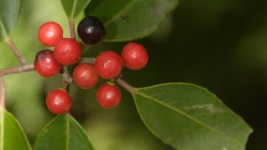 Photo of Rhamnus alaternus, arbusto de aspecto variável