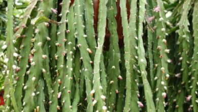 Photo of Rhipsalis cruciforme, Rhipsalis rouge