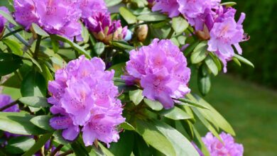 Photo of Rhododendron