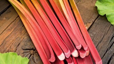 Photo of Rhubarb Seeds – Como colher sementes de ruibarbo para plantio