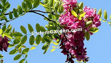 Photo of Robinia pseudoacacia ou o cuidado das falsas acácias.