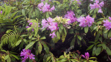 Photo of Rododendro do Mar Negro, Rododendro Pôntico