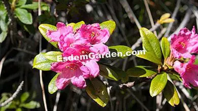 Photo of Rododendro Ferruginoso, Rosa Alpina, Jardim das Rosas