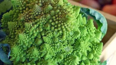 Photo of Romanesco Broccoli Care – Como cultivar brócolos Romanesco