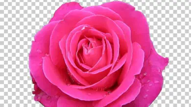 Photo of Rosa chinensis Rosa porcelana