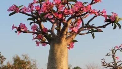 Photo of Rosa do Deserto, baobá